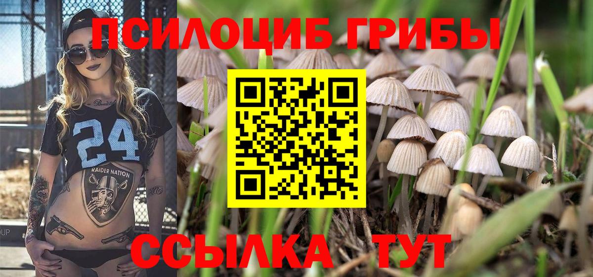 Псилоцибиновые грибы Cubensis Серов